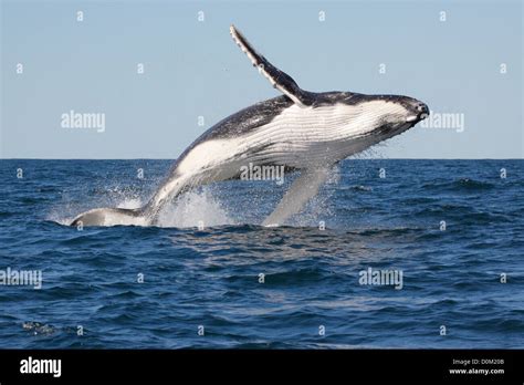 Young Humpback Whale Megaptera Novaeangliae Breaching Leaping In