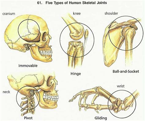 It provides a basic framework in form of skeleton on which everything is else is laid on and different types of joints in body. Foundation Figure: Day 2 - Basic mechanics, the types and ...