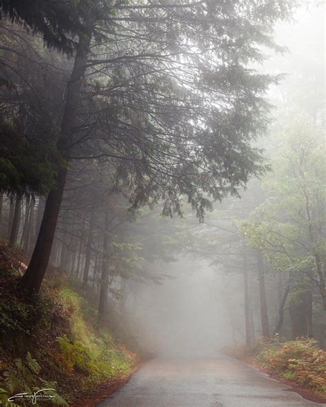 Foggy Road Foggy Foggy Weather Foggy Forest