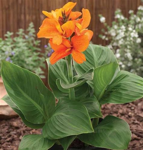 Canna South Pacific Orange Canna Lily