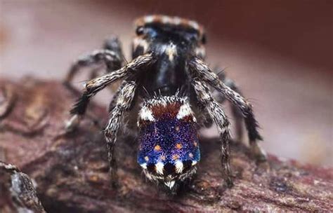 descubren siete nuevas especies de arañas pavo real en australia así son los coloridos