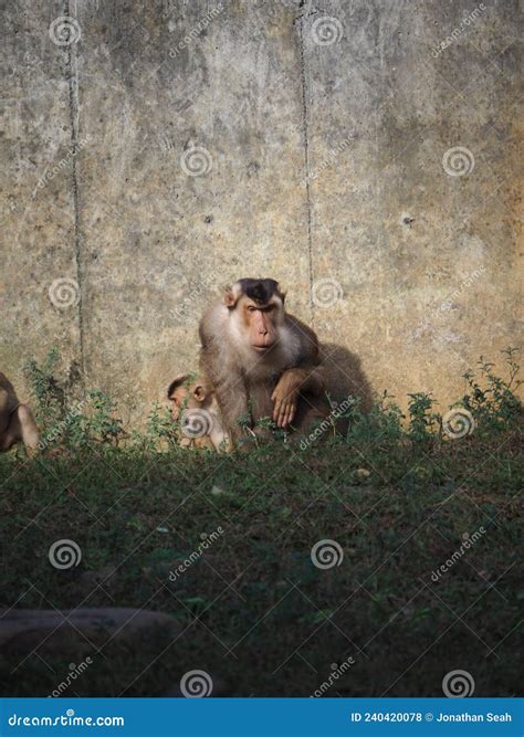 Monkey And Her Young Leaning Against The Wall Stock Photo Image Of