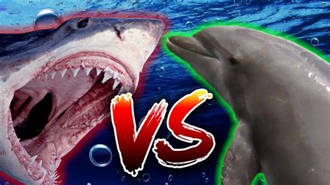 Shark Vs Dolphin Would You Rather 1 Youtube