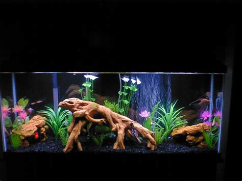 1,032 freshwater aquarium decorations products are offered for sale by suppliers on alibaba.com, of which aquariums accounts for 8%, decorations & ornaments accounts for 7. Lbondy's Freshwater Tanks Photo (ID 22042) - Full Version ...