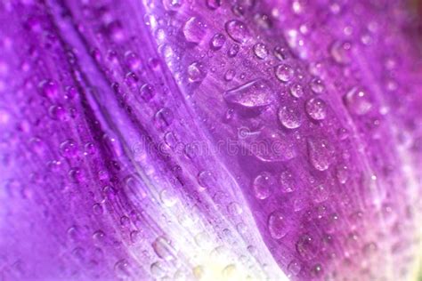 Flower Petal With Water Droplets Macro Stock Image Image Of