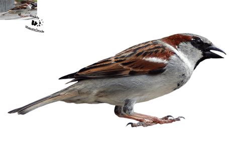 House Sparrow Transparent Images Png Play