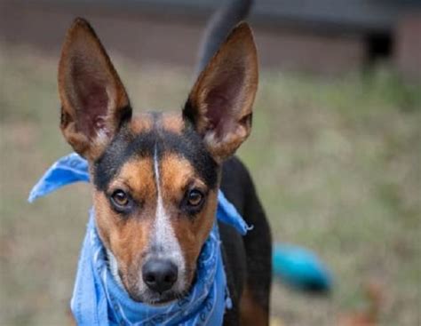 Pet Of The Week Manny The Blue Heelerchihuahua Mix Dog Photos Wlwi Fm