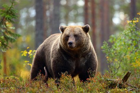 Huge Grizzly Bear Comes Within Feet Of Park Goers In Alaska