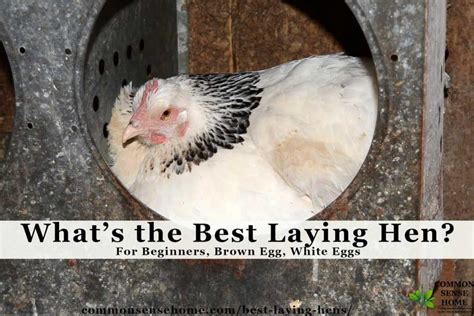 Best Laying Hens For Beginners White Eggs Brown Eggs 2022