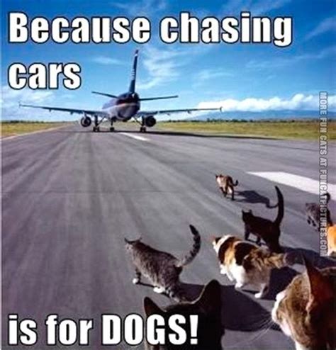 Funny Meme Of Cats Running Down A Runway Chasing Donald