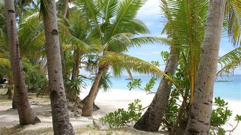 Beach Palms Sand Trees Hd Desktop Wallpapers 4k Hd