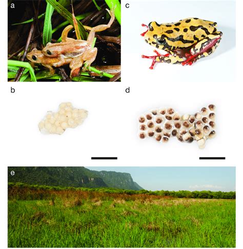 Specimen And Site Photos A Afrixalus Septentrionalis In Amplexus B