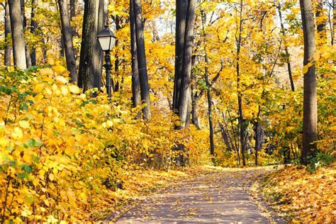 Autumn Alley Park Landscape Fall Season Nature Landscape With Pathway