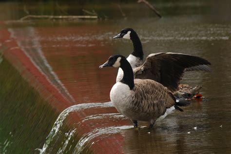Canadian Geese Free Stock Photo Public Domain Pictures