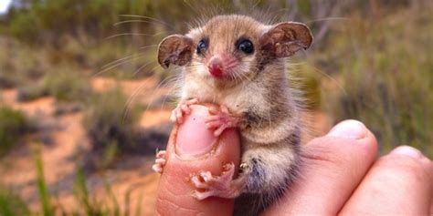 Smallest Mammals In The World 15 Tiniest Mammals Ranked ️