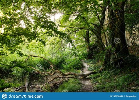Morning Summer Forest With Bright Greenery And Forest Path Stock Photo