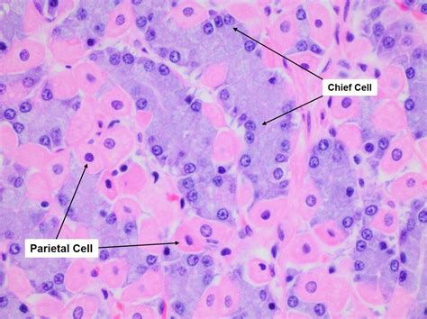 Image Result For Chief Cells Vs Parietal Cells Histology Anthrax