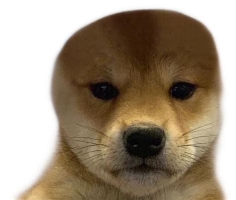 Dog Meme Freetoedit Dog With Hat Meme Sticker By Dogbreath