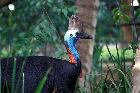 The Three Species Of The Cassowary Bird Living Today