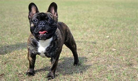 Ever wonder how old your dog is in human years? The Best Dog Food For French Bulldogs Based On Age ...