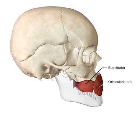 Facial Muscles Anatomy Concise Medical Knowledge