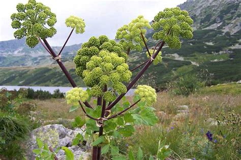 How To Harvest And Use Angelica Gardeners Path