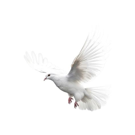 White Dove Isolated Dove Pigeon Animal Png Transparent Clipart Image