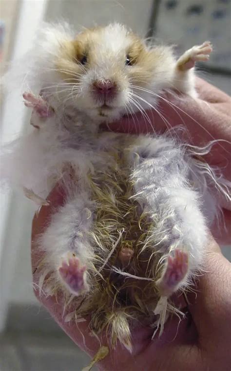 Hamster Diseases Their Symptoms And Prevention