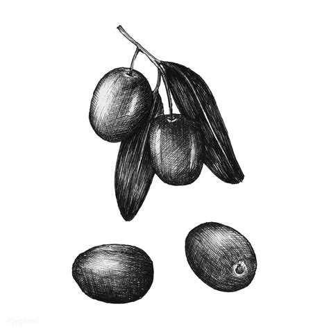 Hand Drawn Olives Premium Image By White Charcoal Black
