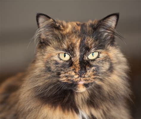 Pin Tortoiseshell Cat Picture 4600 Pet Gallery Petpeoplesplacecom On
