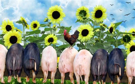 Pigs And Sunflowers Pigs Art Hog Pig Mini Pigs