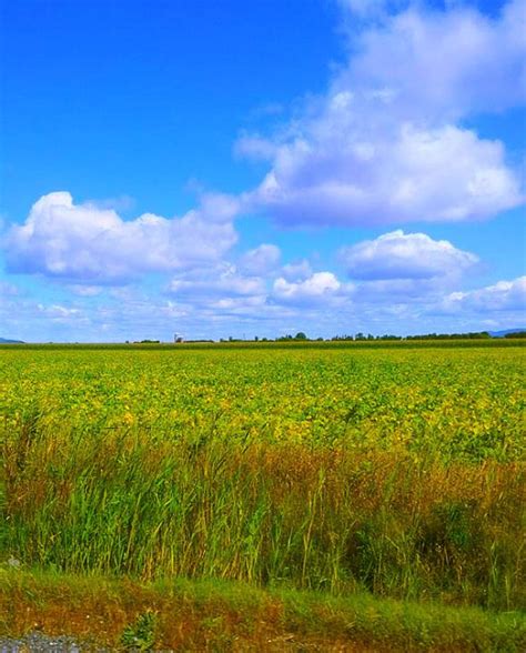 Country Living Photography Scenery Summer Scenery Living Photography