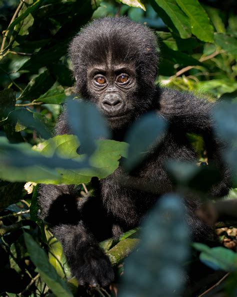 Gorilla Safaris Uganda And Rwanda Tours Uganda Wildlife Safari Holidays