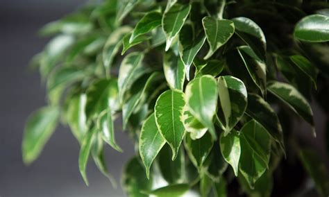 Cuidados Y Caracter Sticas Del Ficus Benjamina