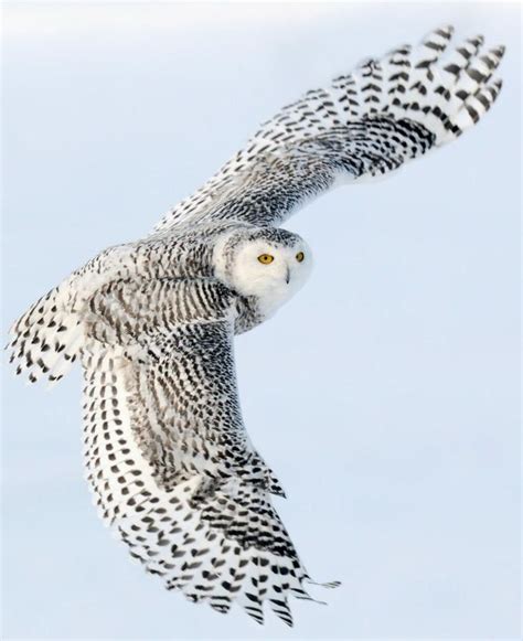 Búho Nival Bubo Scandiacus Snowy Owl Owl Photos Owl Wallpaper