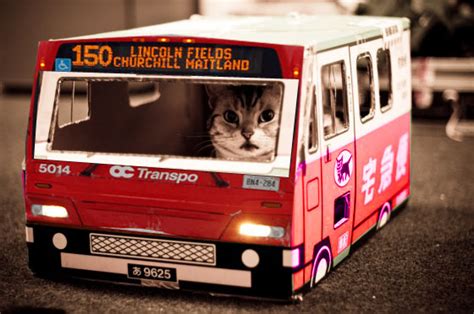 All psta routes will return to their normal operating schedules, but with all service ending at approximately 10:00 pm. the-o-dot: OC Transpo Launches New Cats-Only Bus