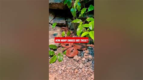 Snakes 🐍 Meeting 😊dangeruos Shorts Snake Redsnake Youtube