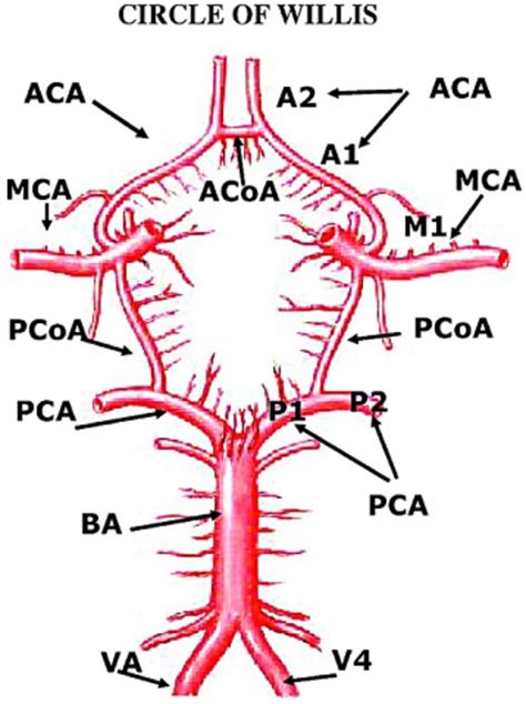 Arteries Diagram The Aorta Circulatory Pathways By Openstax Page 3