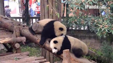 Chinese Pandas Live Streaming Broadcast Webcam Chengdu Pandas Research