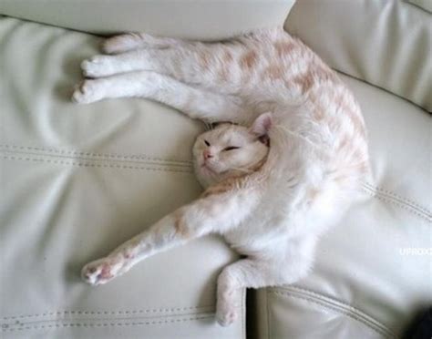 The 25 Most Awkward Cat Sleeping Positions Cat Sleeping Positions