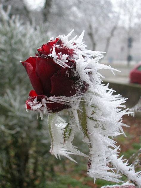 Frozen Rose Winter In 2019 Frozen Rose Flowers Winter Beauty