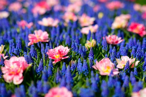 Best hd wallpapers of flowers, desktop backgrounds for pc & mac, laptop, tablet, mobile phone. Color Combination Pops of Blush - Canva's Design Wiki