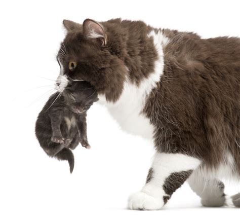 Do cats (and other higher animals) have feelings? Why do cats meow?