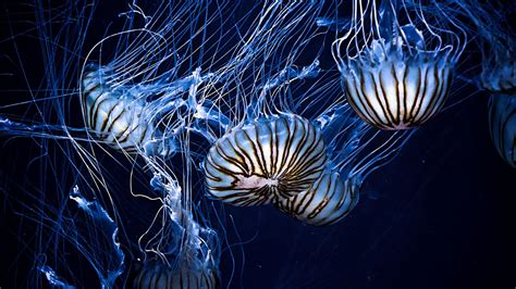 Wallpaper Jellyfish Underwater World Stripes Tentacles Hd Picture