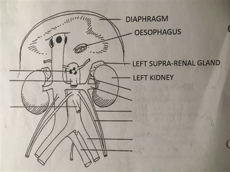 Branches Of Abdominal Aorta And Inferior Vena Cava Diagram Quizlet