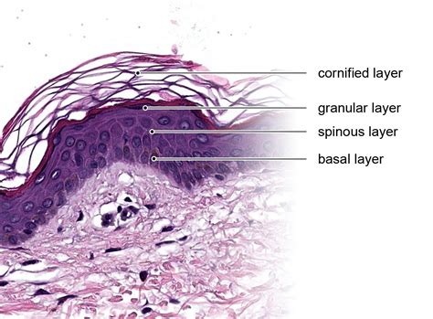 Human Skin Layers Histology