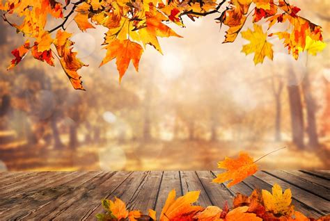 Fall Leaves Autumn Free Photo On Pixabay Pixabay