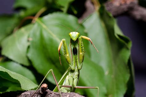 11 Wondrous Facts About Praying Mantises