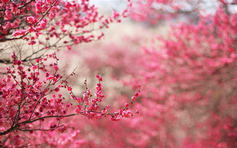 Tons of awesome cherry blossoms wallpapers to download for free. Cherry Blossoms Sakura HD Wallpapers| HD Wallpapers ...