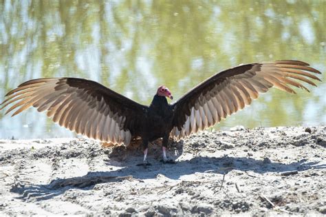 Wing Tags On Turkey Vultures — Bloom Biological Inc